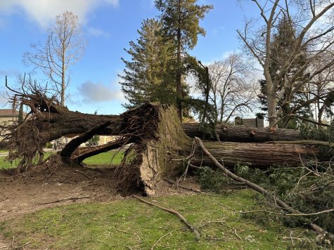 Washington Park Fallen Tree